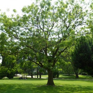 SOPHORA DU JAPON